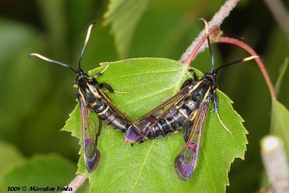 podobník hrabavkovitý Synanthedon spheciformis