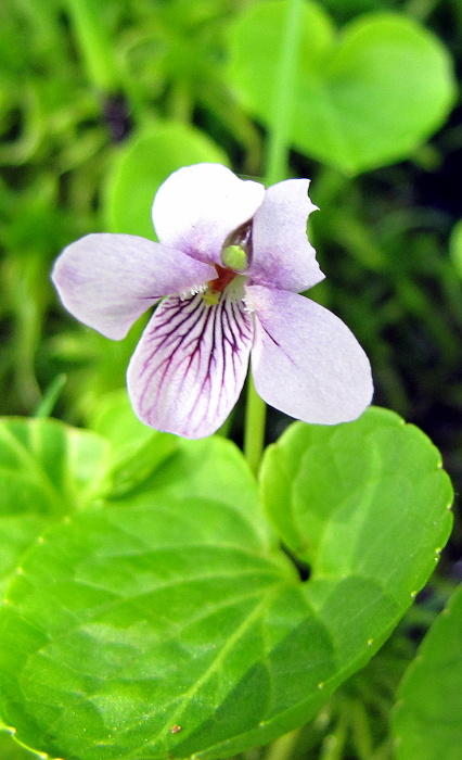 fialka močiarna- violka bahenní  Viola palustris L.