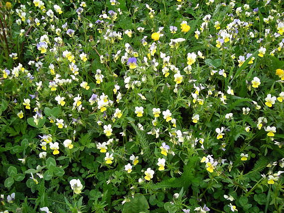 fialka trojfarebná Viola tricolor L. emend. F. W. Schmidt