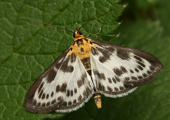 vijačka záhradná Anania hortulata