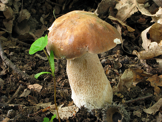 hríb dubový Boletus reticulatus Schaeff.