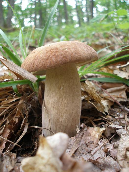 hríb dubový Boletus reticulatus Schaeff.