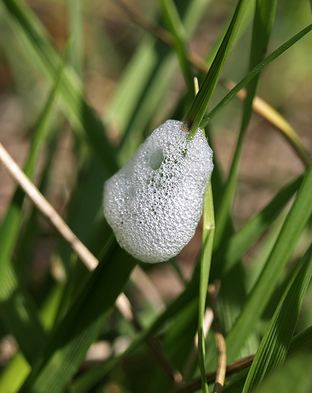 penový obal larvy cikády peniarky . Cercopidae