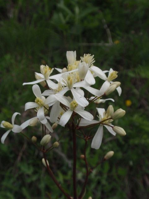 plamienok priamy Clematis recta L.