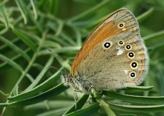 očkáň traslicový Coenonympha glycerion