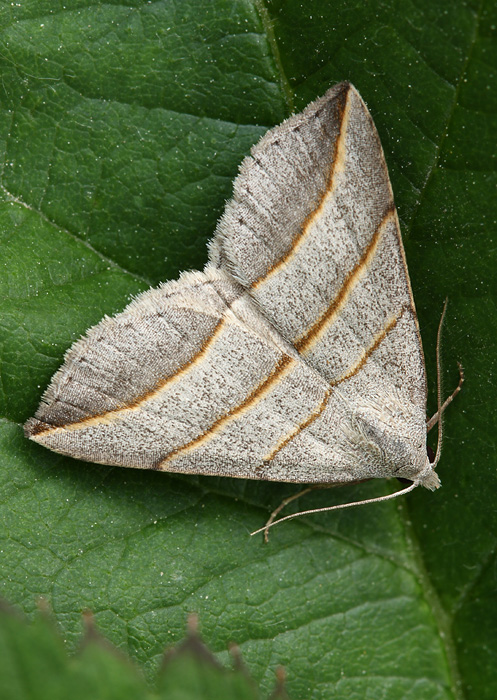 pamora vŕbová Colobochyla salicalis