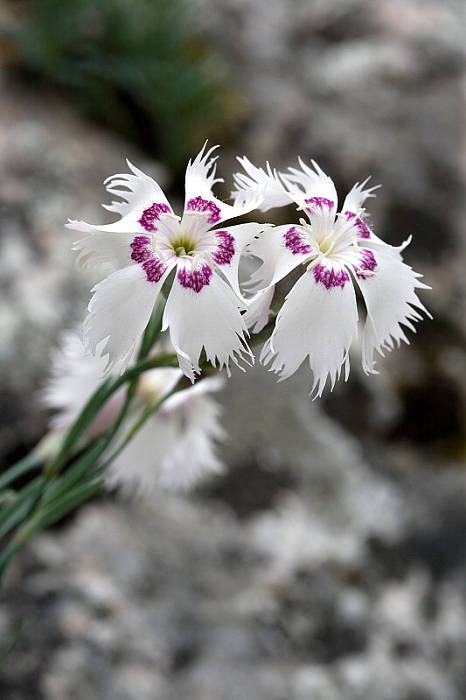 klinček včasný pravý Dianthus praecox subsp. praecox