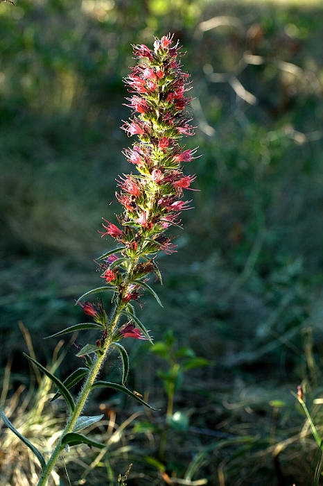 hadinec červený Echium russicum J. F. Gmel.