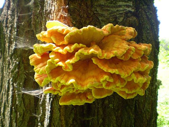 sírovec žlutooranžový , sírovec obyčajný  Laetiporus sulphureus (Bull.) Murrill