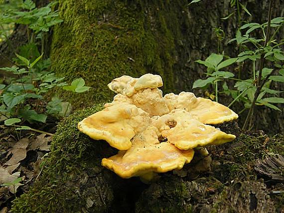 sírovec obyčajný Laetiporus sulphureus (Bull.) Murrill