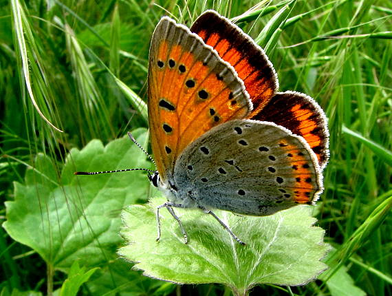 ohniváčik Lycaena dispar