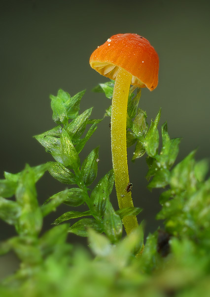 prilbička ihličková Mycena acicula (Schaeff.) P. Kumm.