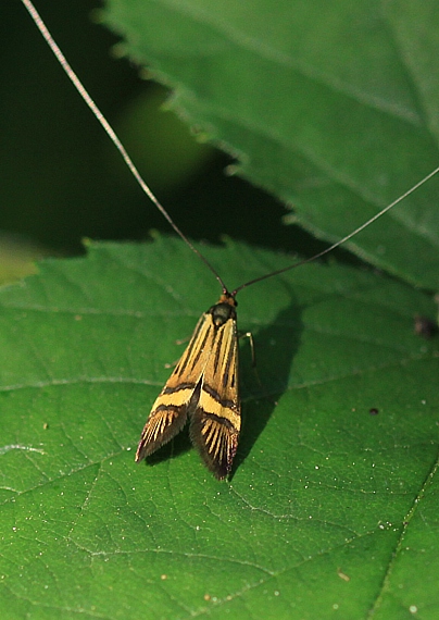 adéla De Geerova Nemophora degeerella