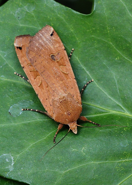 mora štiavová Noctua pronuba