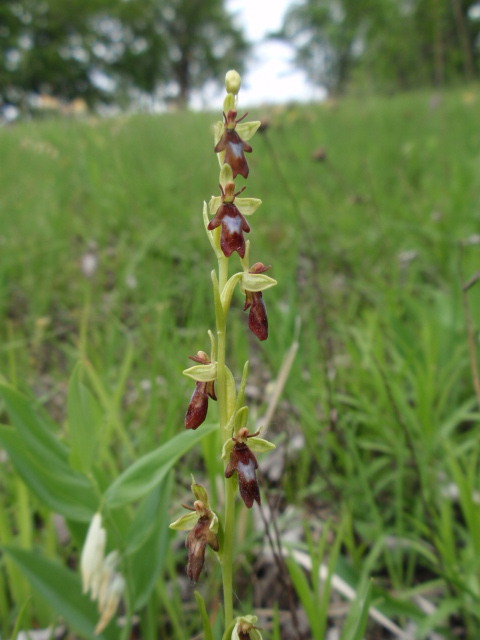 hmyzovník muchovitý Ophrys insectifera L.