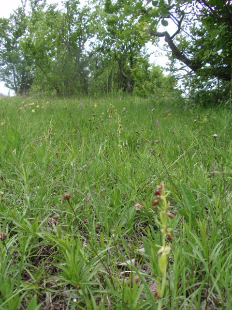 hmyzovník muchovitý- biotop Ophrys insectifera