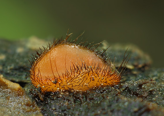 štítovnička Scutellinia sp.