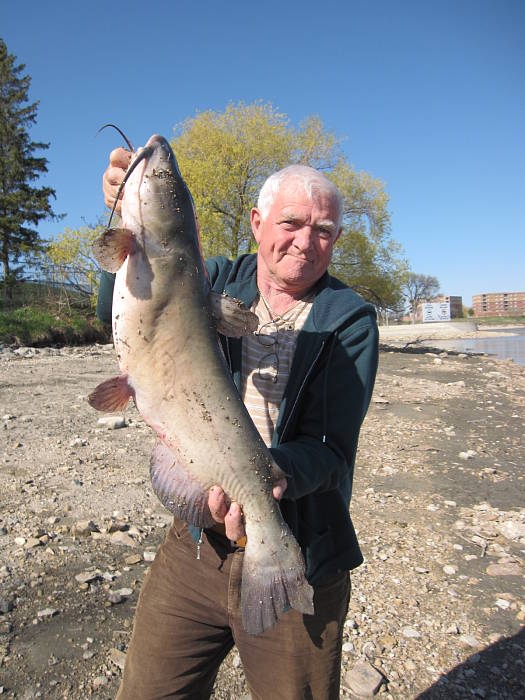 sumcek americky - Channel catfish ictalurus punctatus