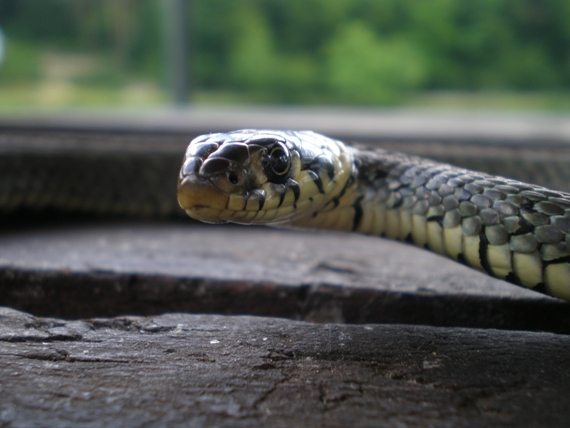 užovka obyčajná natrix natrix