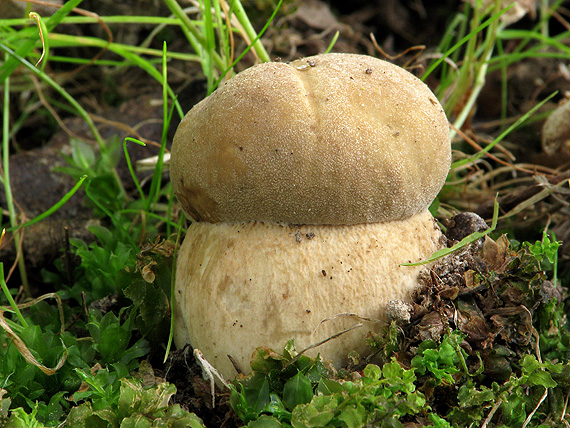 hríb dubový Boletus reticulatus Schaeff.