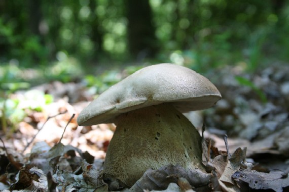 hríb dubový Boletus reticulatus Schaeff.