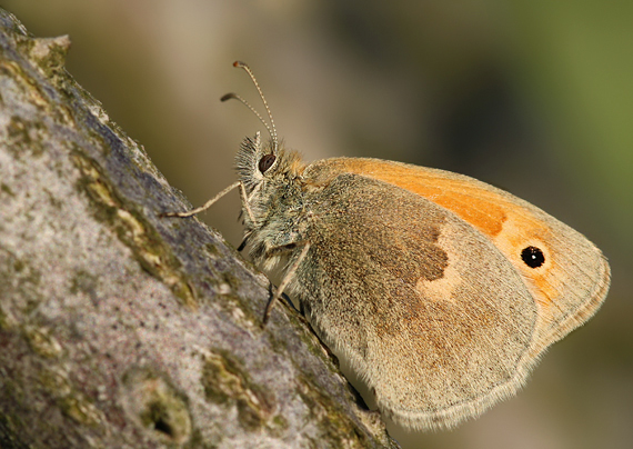 očkáň pohánkový Coenonympha pamphilus