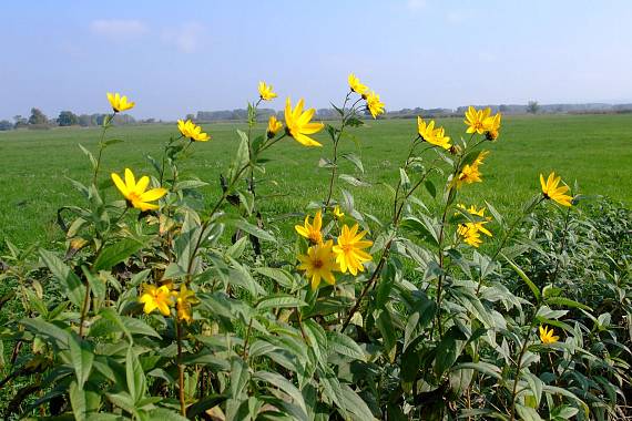 slnečnica hľuznatá Helianthus tuberosus L.