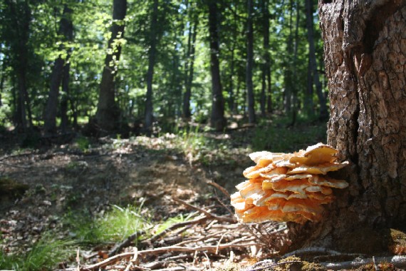 sírovec obyčajný Laetiporus sulphureus (Bull.) Murrill