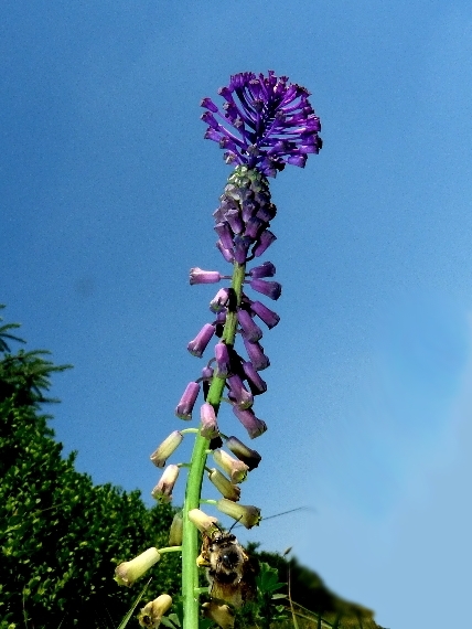 leopoldia chochlatá Leopoldia comosa (L.) Parl.