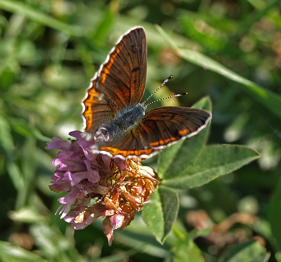 ohniváčik štiavový Lycaena hippothoe