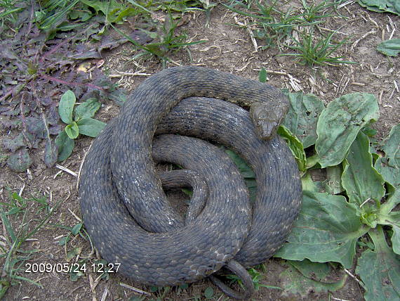 užovka frkaná Natrix tessellata