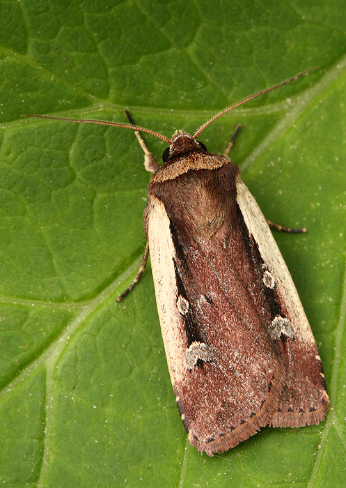 siatica čakanková Ochropleura plecta