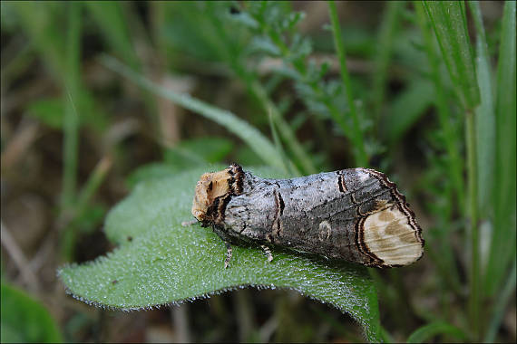 faléra lipová  Phalera bucephala