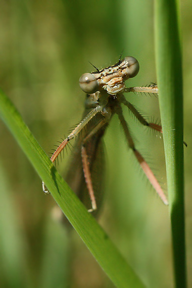 šidielko ploskonohé Platycnemis pennipes