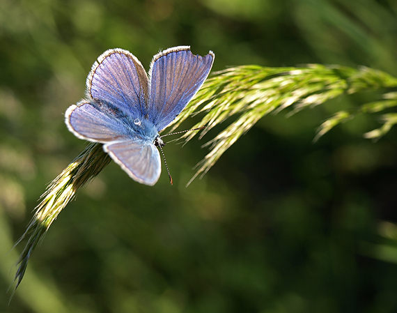 modráčik Polyommatus icarus.