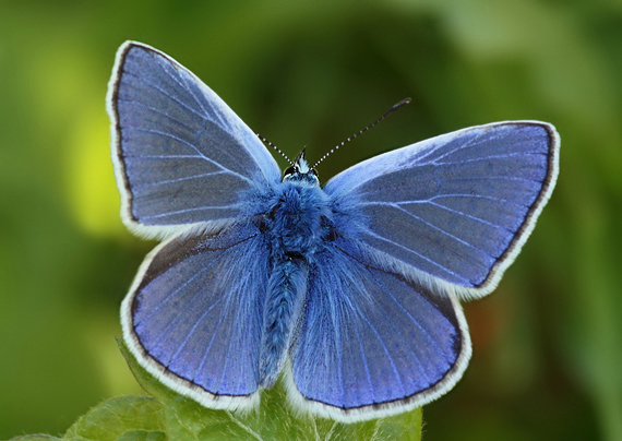 modráčik obyčajný Polyommatus icarus