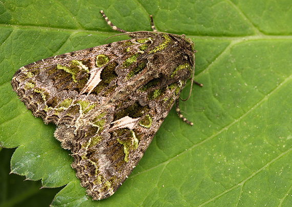 sivkavec lobodový Trachea atriplicis