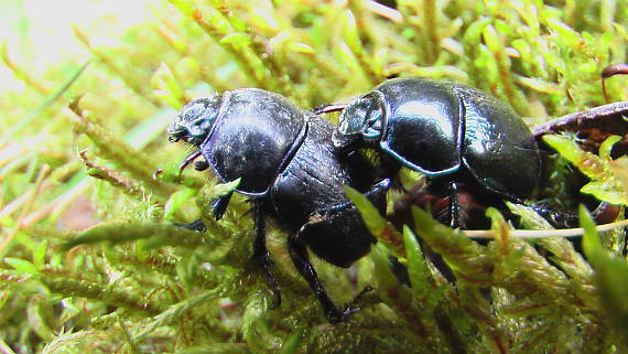 chrobák lesný Anoplotrupes stercorosus