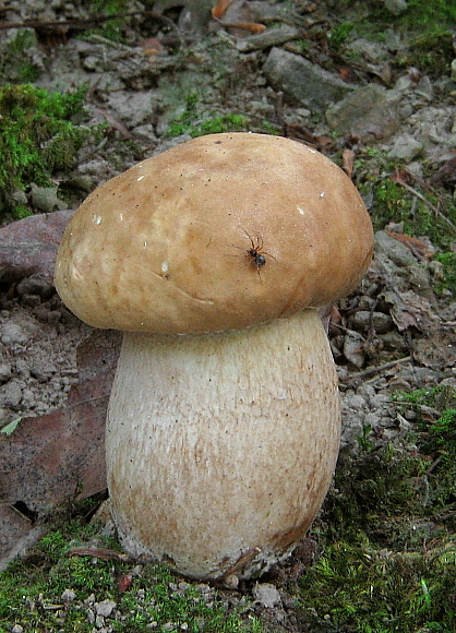 hríb dubový Boletus reticulatus Schaeff.