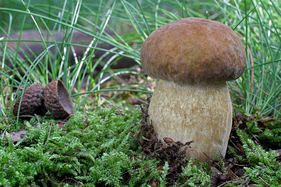 hríb dubový Boletus reticulatus Schaeff.