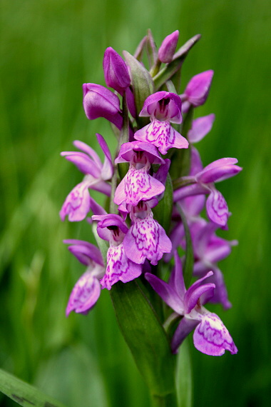 vstavačovec májový pravý Dactylorhiza majalis subsp. majalis (Reincherb.) Hunt & Summerh.