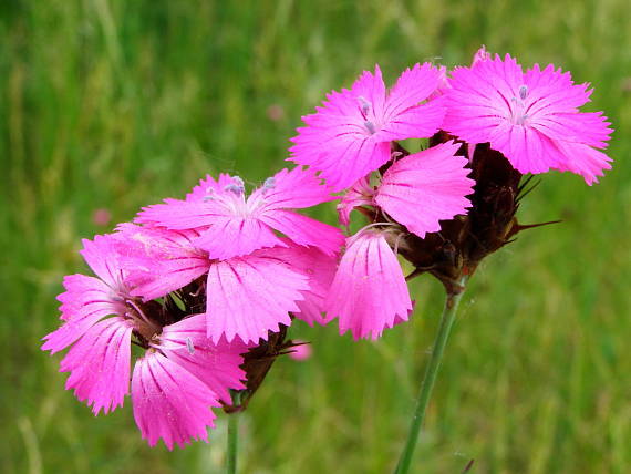 klinček kartuziánsky Dianthus carthusianorum L.