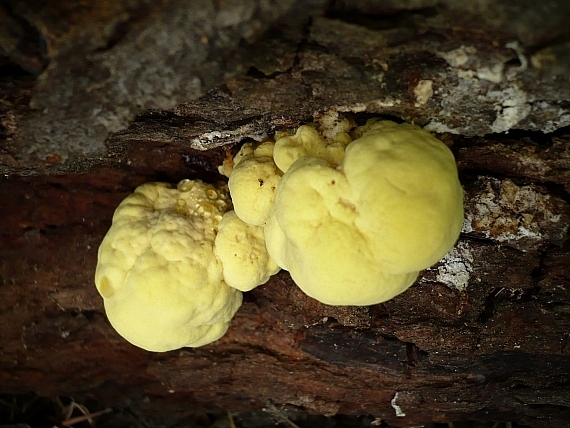 sírovec obyčajný Laetiporus sulphureus (Bull.) Murrill