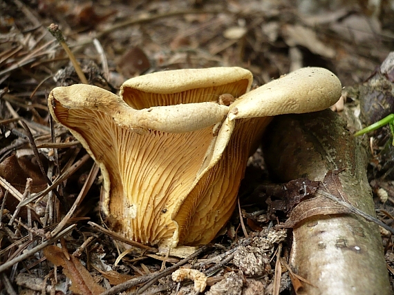 húževnatec chlpatý ? Lentinus strigosus ? (Schwein.) Fr.