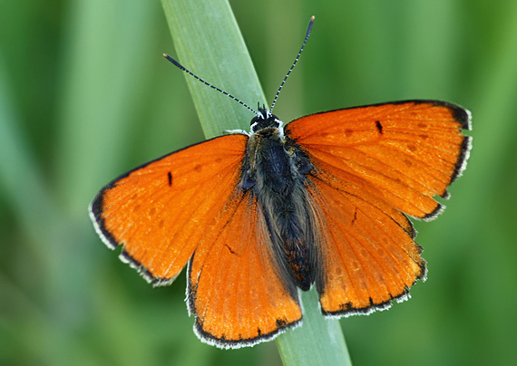 ohniváčik veľký Lycaena dispar