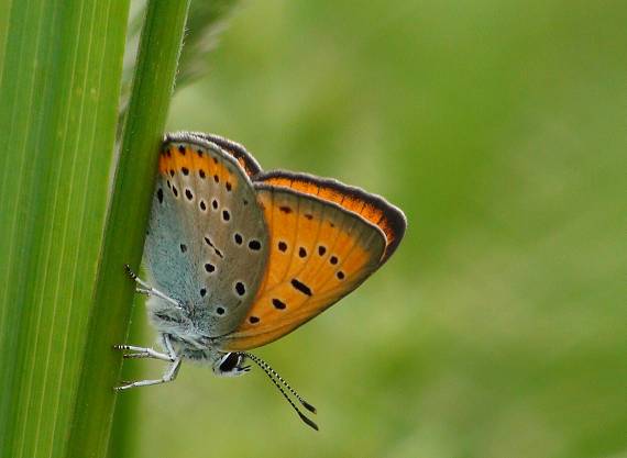 ohniváčik veľký Lycaena dispar