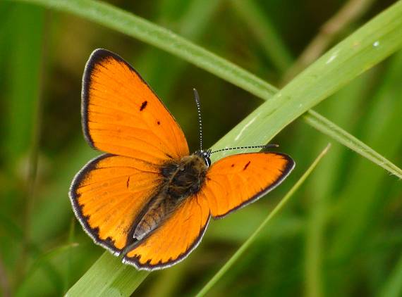 ohniváčik veľký Lycaena dispar