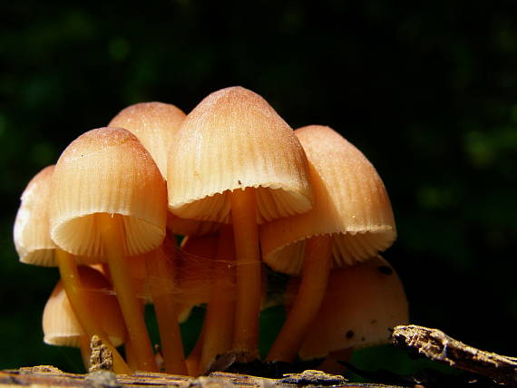 prilbička žltohlúbiková Mycena renati Quél.