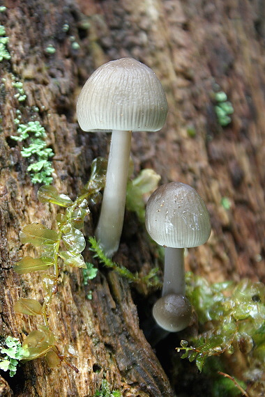 prilbička - Helmovka Mycena sp.