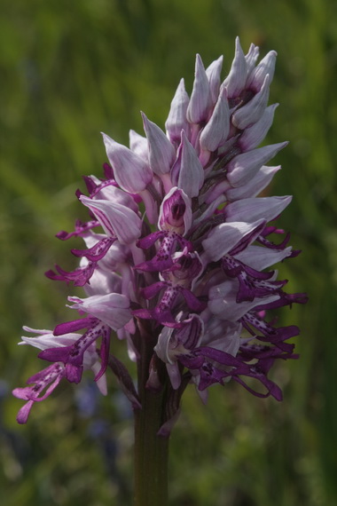 vstavač vojenský Orchis militaris L.